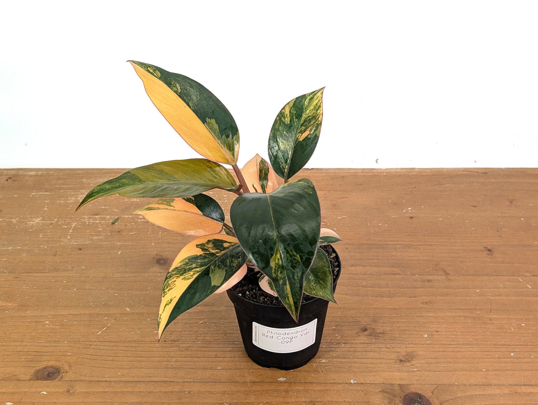 Philodendron Red Congo Variegated (Exact Plants)