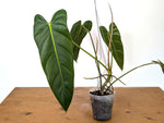 Philodendron Esmeralda Spirit - P. Esmeralda x Spiritus Sancti