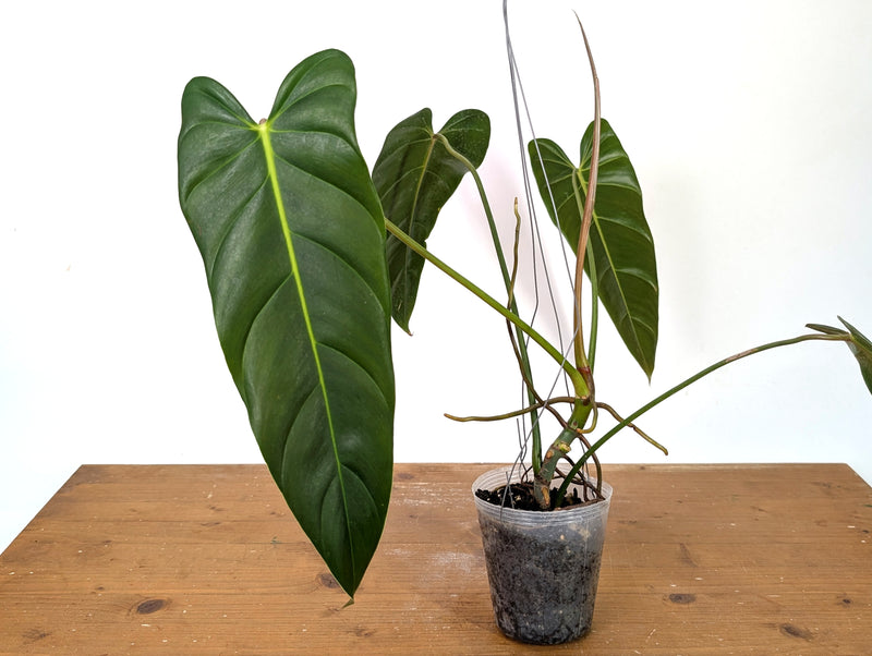 Philodendron Esmeralda Spirit - P. Esmeralda x Spiritus Sancti