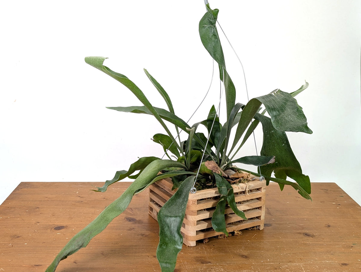 Staghorn Fern Wood Crate Basket - Platycerium bifurcatum
