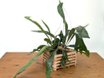 Staghorn Fern Wood Crate Basket - Platycerium bifurcatum