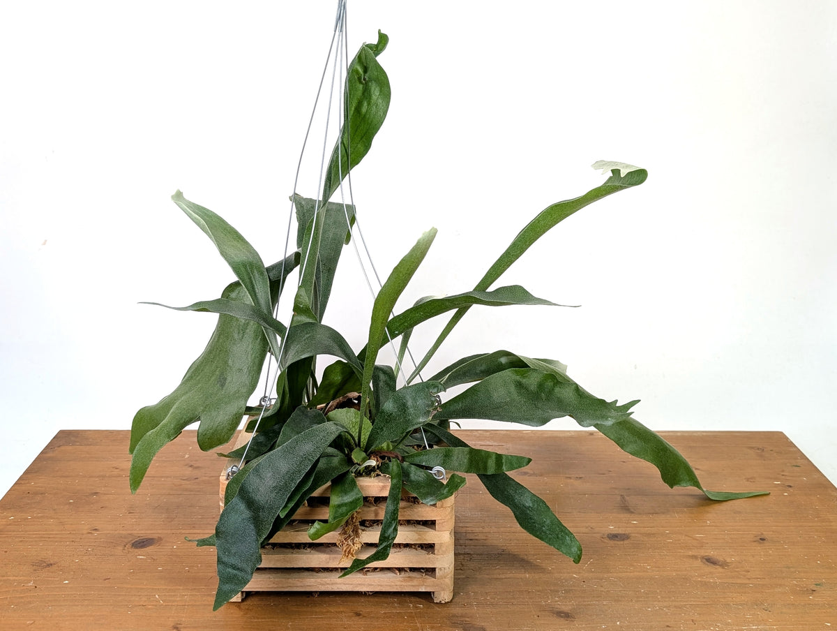 Staghorn Fern Wood Crate Basket - Platycerium bifurcatum