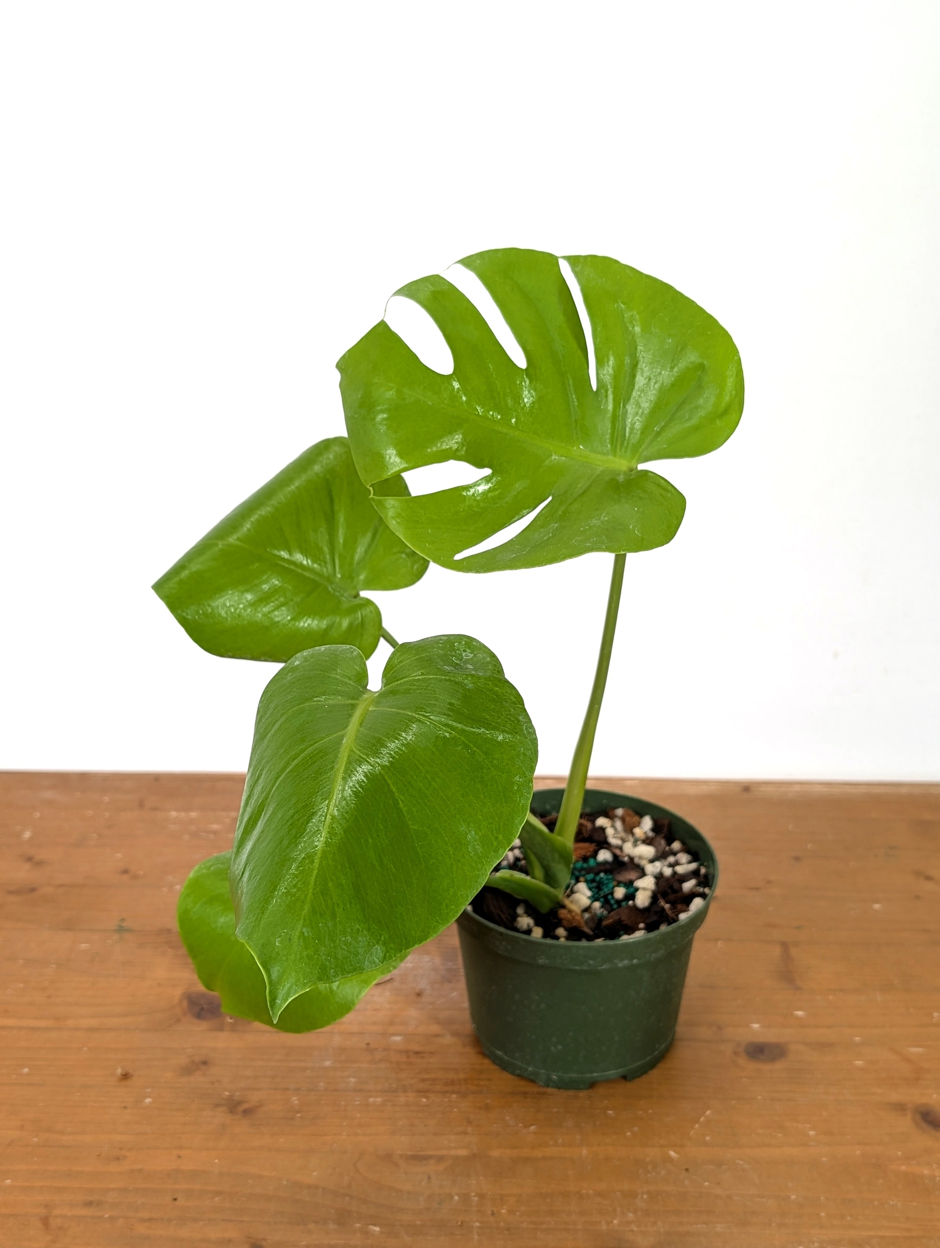 Monstera Lemon Lime - 4 inch and 6 inch pots - Live Rare Tropical