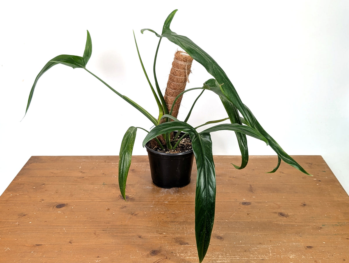 Philodendron Holtonianum
