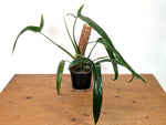 Philodendron Holtonianum