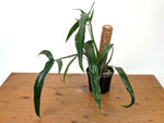Philodendron Holtonianum