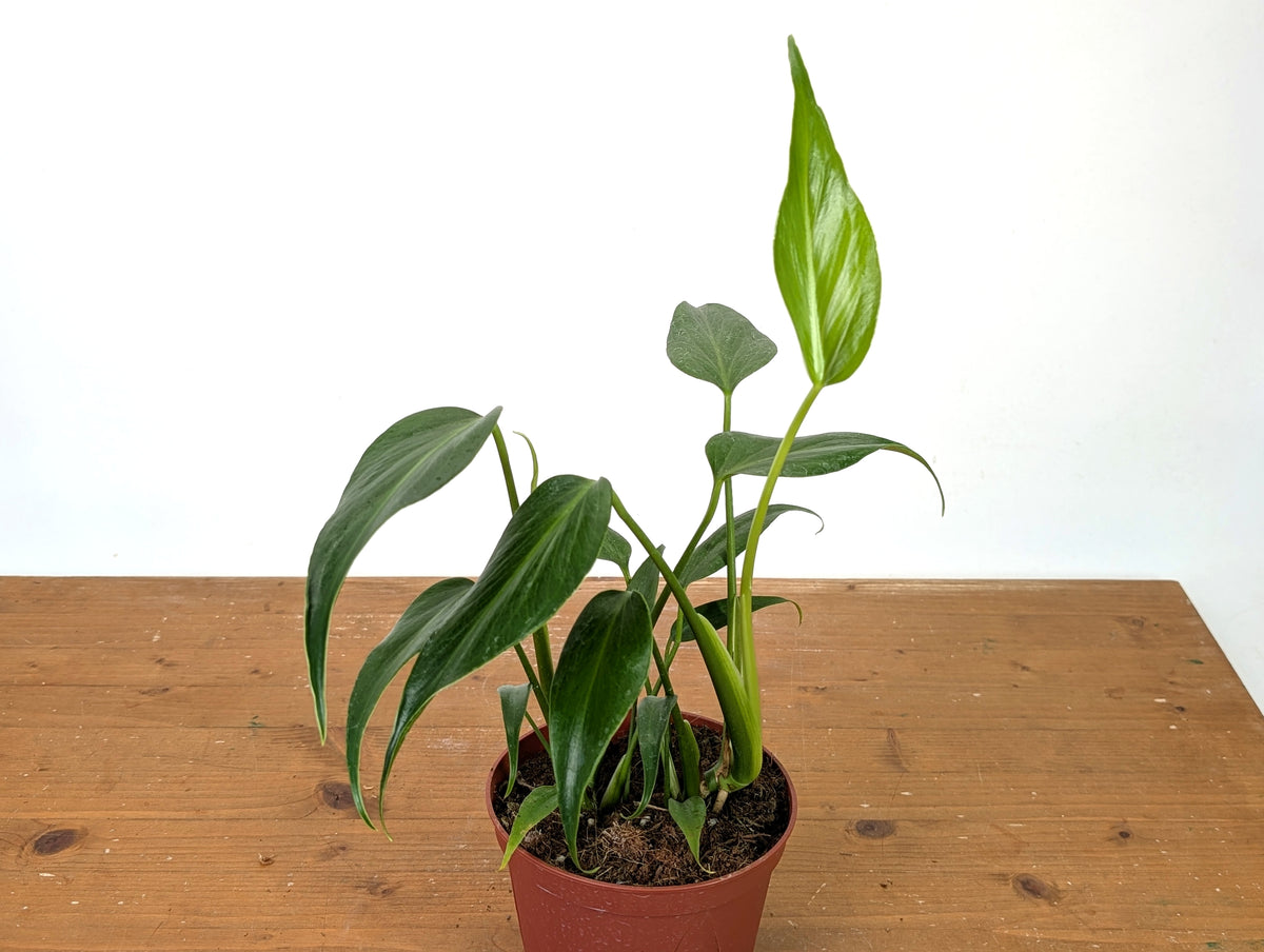 Monstera Burle Marx Flame