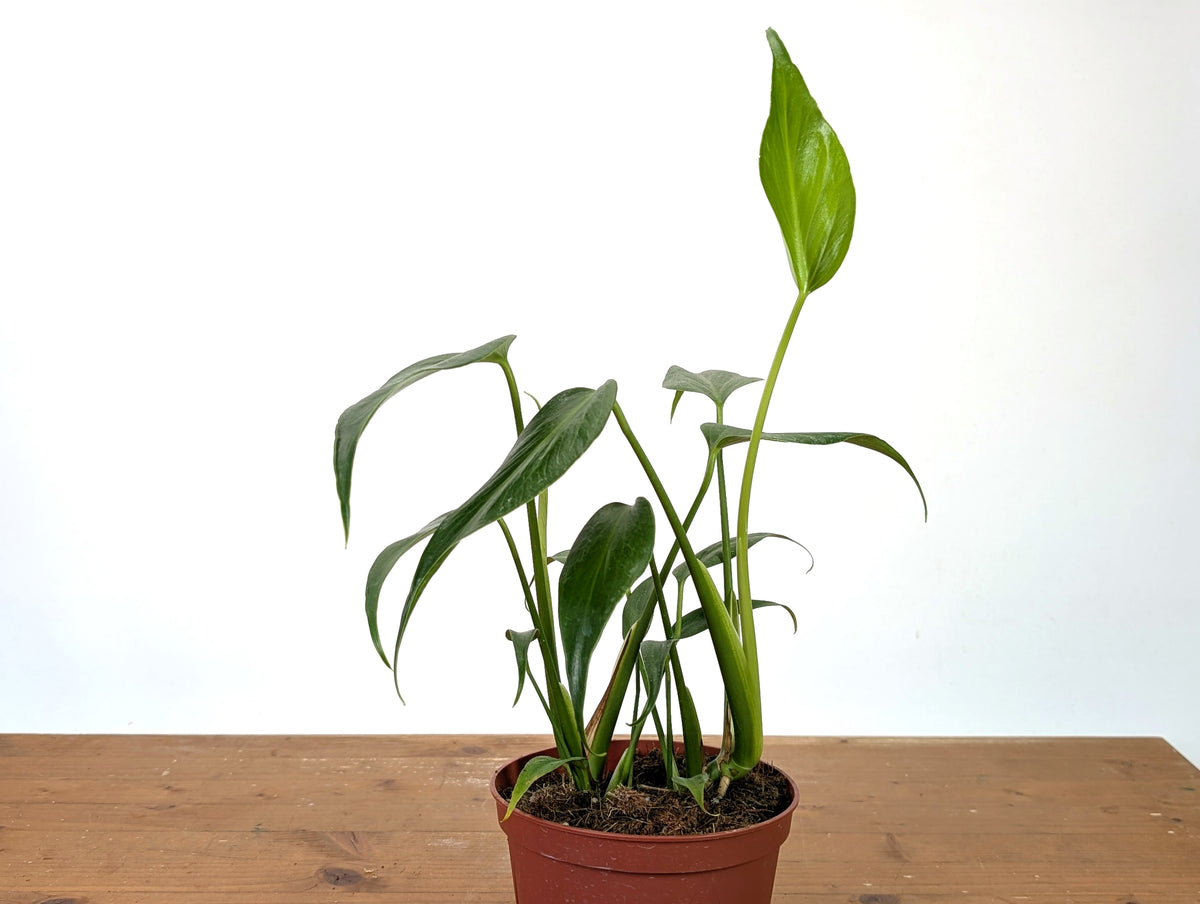 Monstera Burle Marx Flame