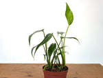 Monstera Burle Marx Flame