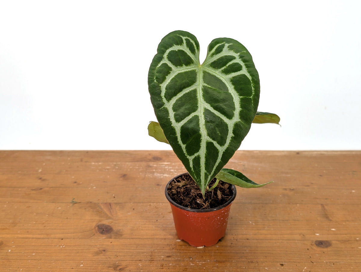 Anthurium Crystallinum