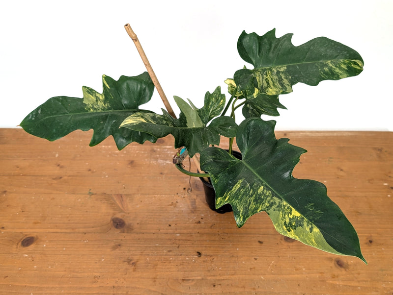 Philodendron Florida Beauty x Mayoi - Exact Plant #10A