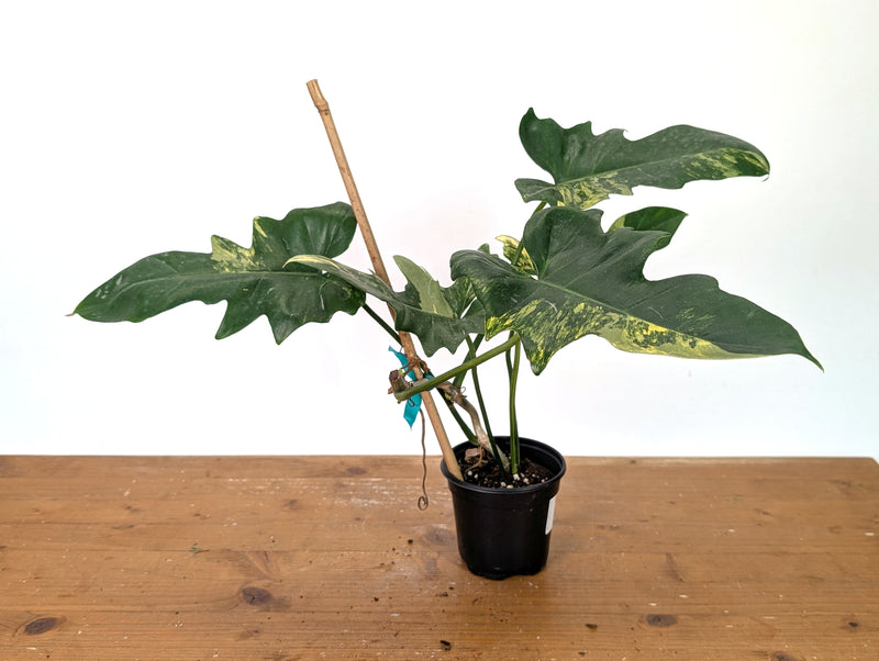 Philodendron Florida Beauty x Mayoi - Exact Plant #10A