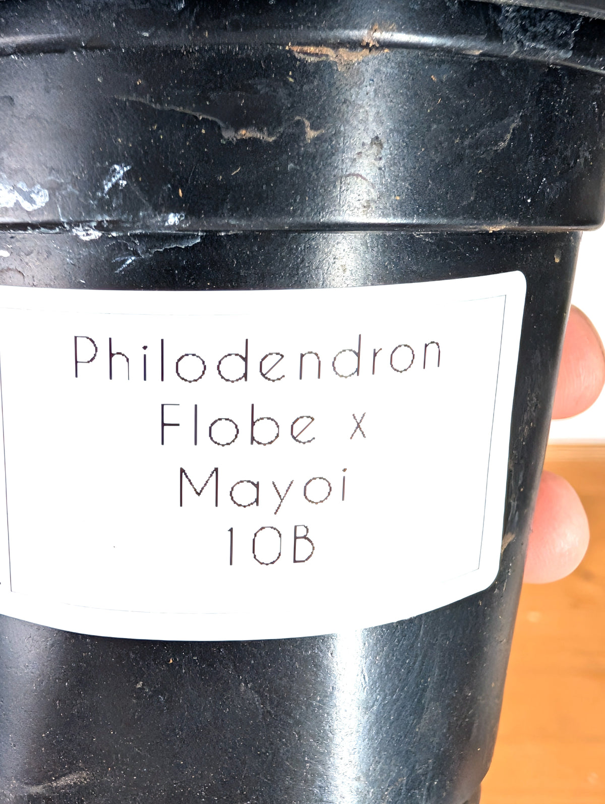 Philodendron Florida Beauty x Mayoi - Exact Plant #10B