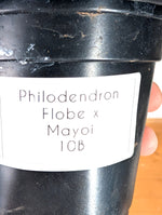 Philodendron Florida Beauty x Mayoi - Exact Plant #10B