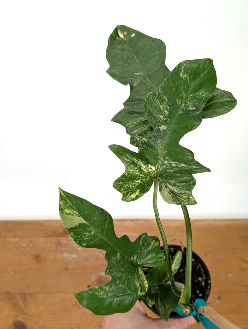 Philodendron Florida Beauty x Mayoi - Exact Plant #10B