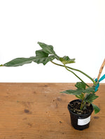 Philodendron Florida Beauty x Mayoi - Exact Plant #10B