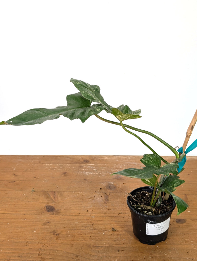Philodendron Florida Beauty x Mayoi - Exact Plant #10B