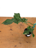 Philodendron Florida Beauty x Mayoi - Exact Plant #10B