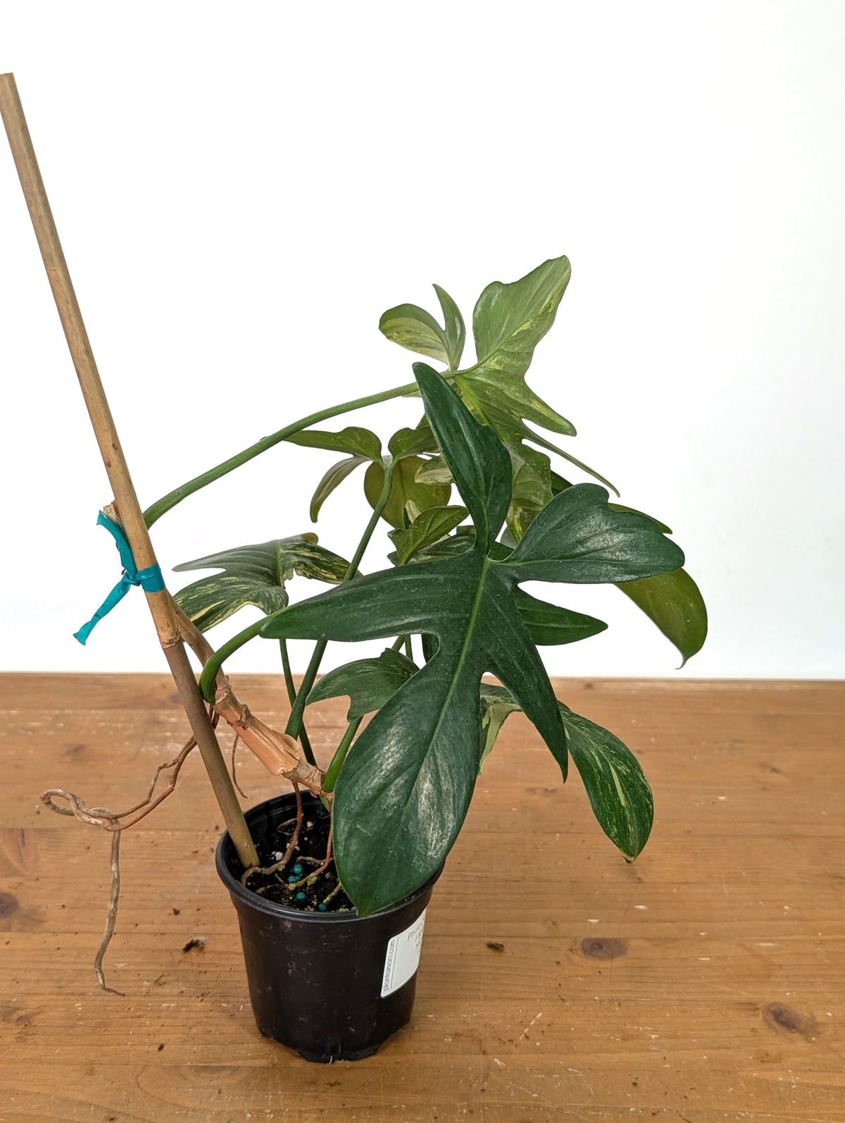 Philodendron Florida Beauty x Mayoi - Exact Plant #10B
