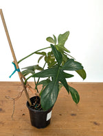Philodendron Florida Beauty x Mayoi - Exact Plant #10B
