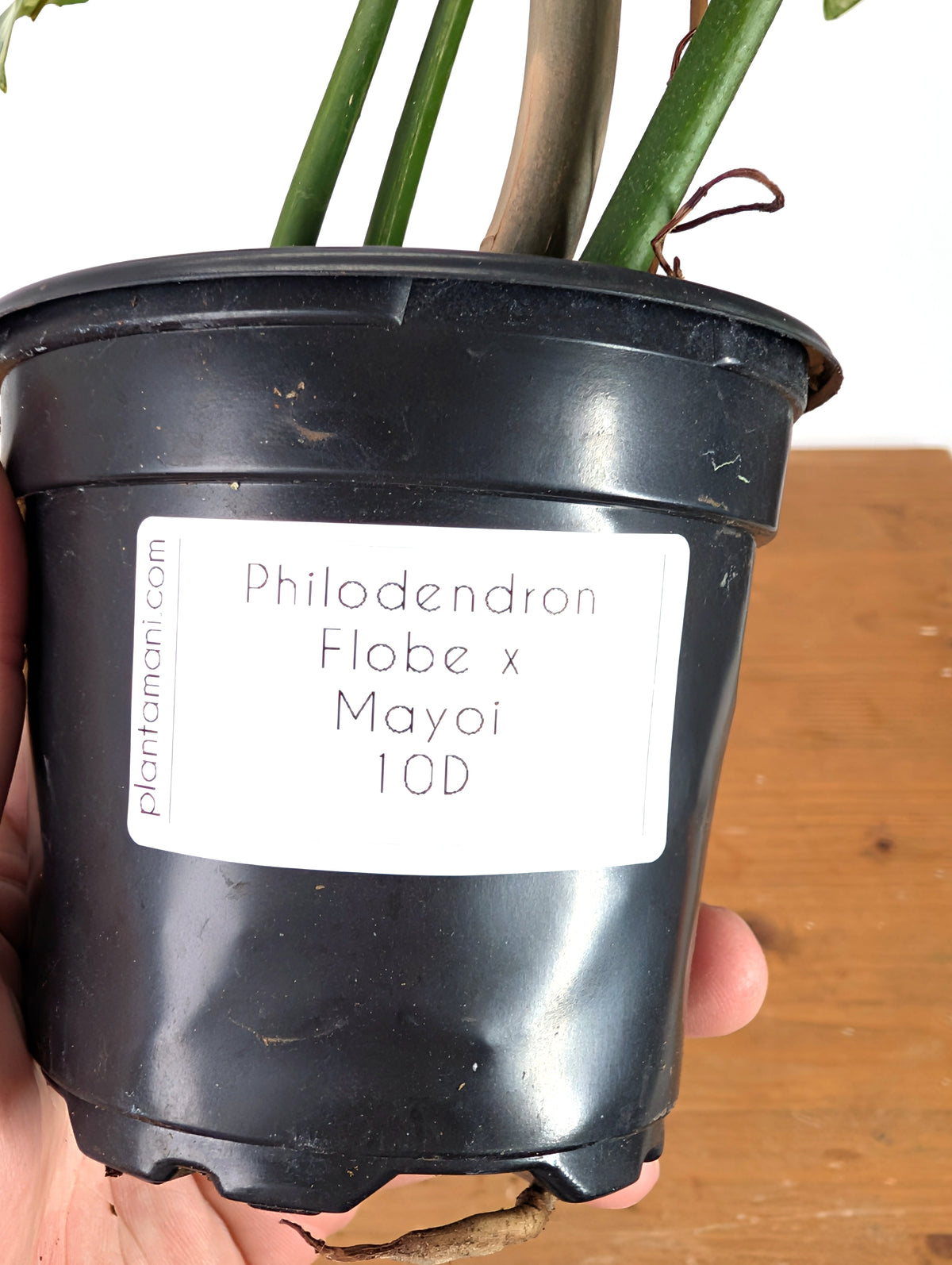 Philodendron Florida Beauty x Mayoi - Exact Plant #10D