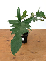 Philodendron Florida Beauty x Mayoi - Exact Plant #10D