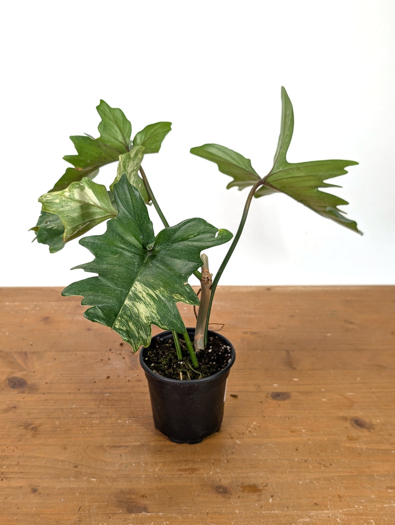 Philodendron Florida Beauty x Mayoi - Exact Plant #10D