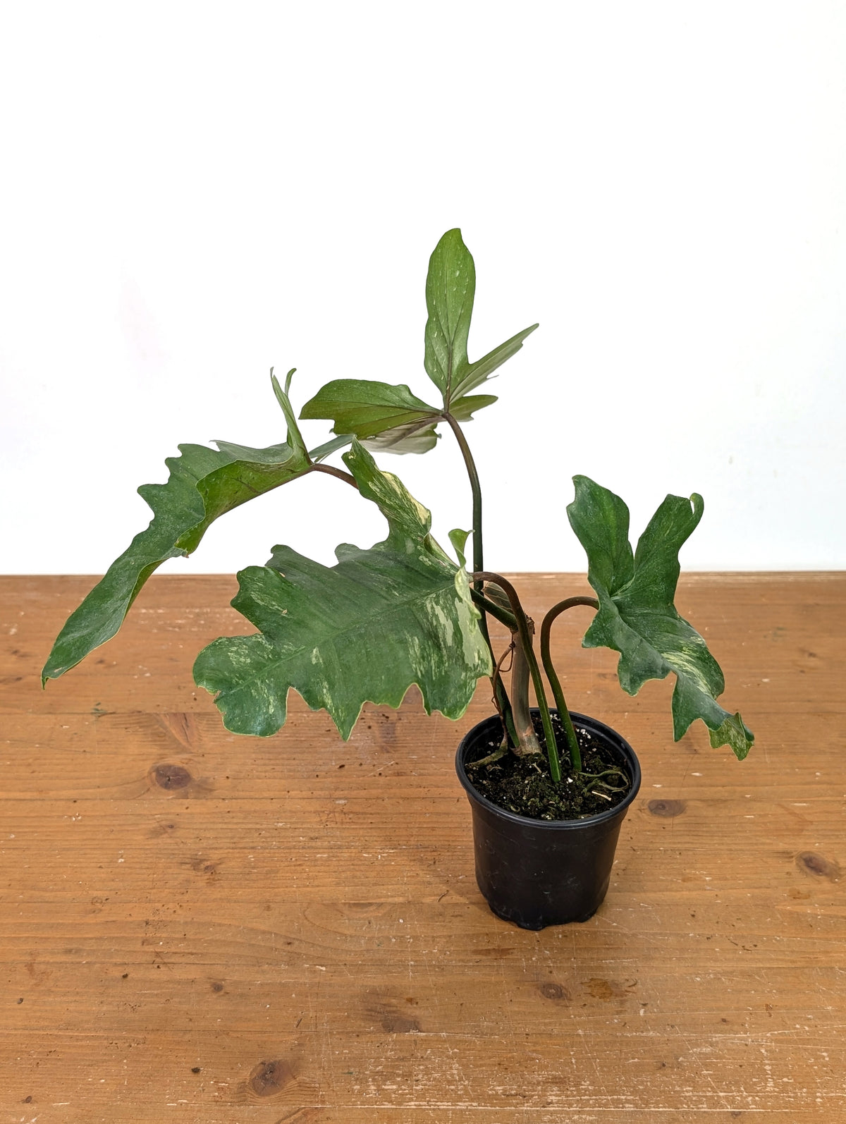 Philodendron Florida Beauty x Mayoi - Exact Plant #10D