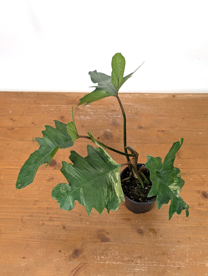 Philodendron Florida Beauty x Mayoi - Exact Plant #10D
