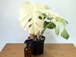 Monstera White Monster - XL Mature Gallon Pot - Exact Plant #13A