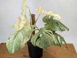 Monstera White Monster - XL Mature Gallon Pot - Exact Plant #13A