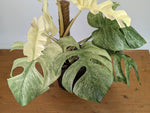 Monstera White Monster - XL Mature Gallon Pot - Exact Plant #13A