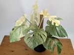 Monstera White Monster - XL Mature Gallon Pot - Exact Plant #13A