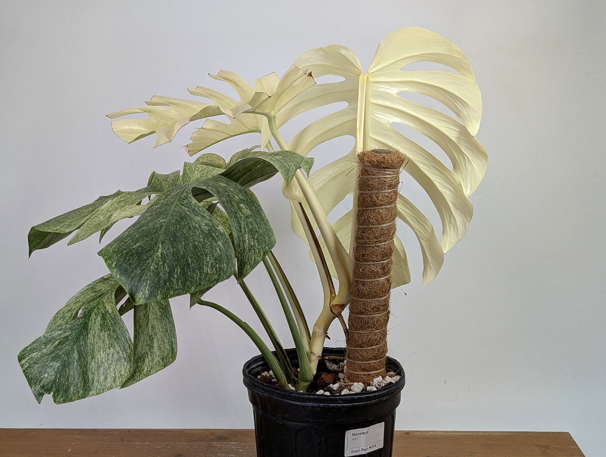 Monstera White Monster - XL Mature Gallon Pot - Exact Plant #13A