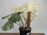 Monstera White Monster - XL Mature Gallon Pot - Exact Plant #13A