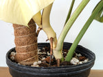 Monstera White Monster - XL Mature Gallon Pot - Exact Plant #13A