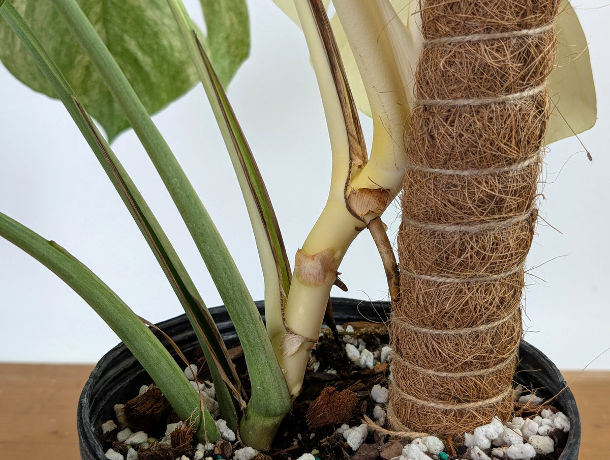 Monstera White Monster - XL Mature Gallon Pot - Exact Plant #13A