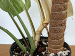 Monstera White Monster - XL Mature Gallon Pot - Exact Plant #13A