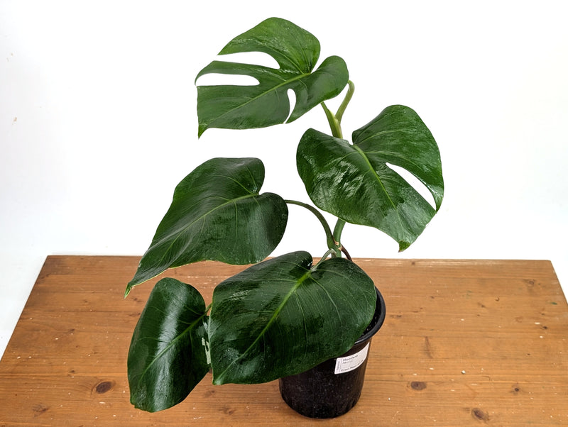 Monstera Albo - Exact Plant #13A (Revert/Low Color)