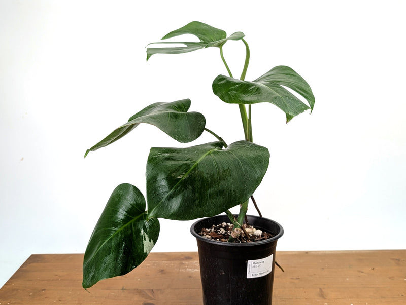 Monstera Albo - Exact Plant #13A (Revert/Low Color)