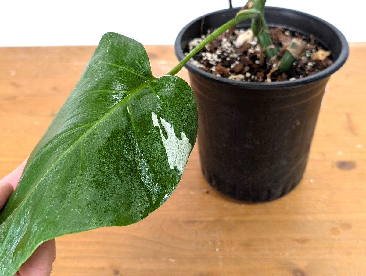 Monstera Albo - Exact Plant #13A (Revert/Low Color)