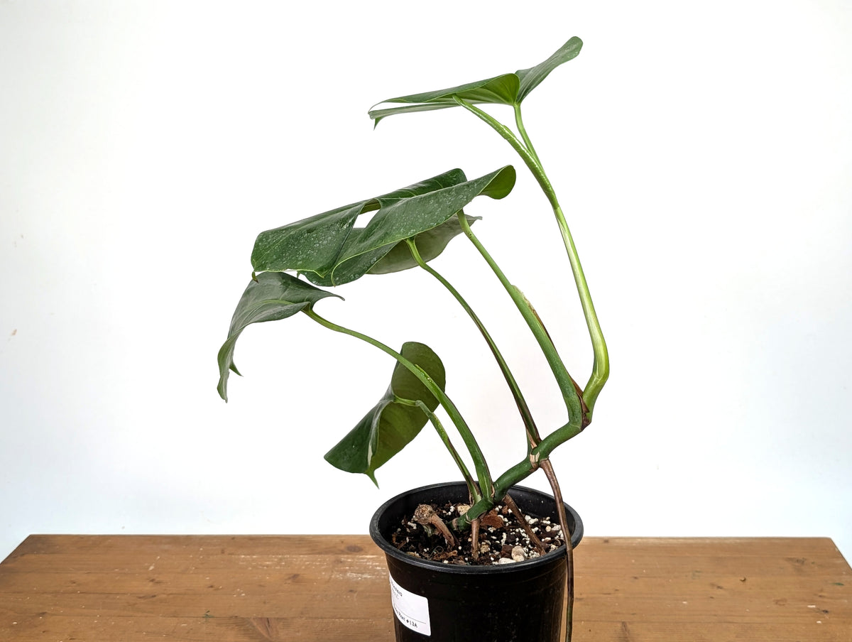 Monstera Albo - Exact Plant #13A (Revert/Low Color)