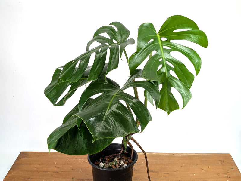 Monstera Aurea - Exact Plant #13A (Revert/Low Color)