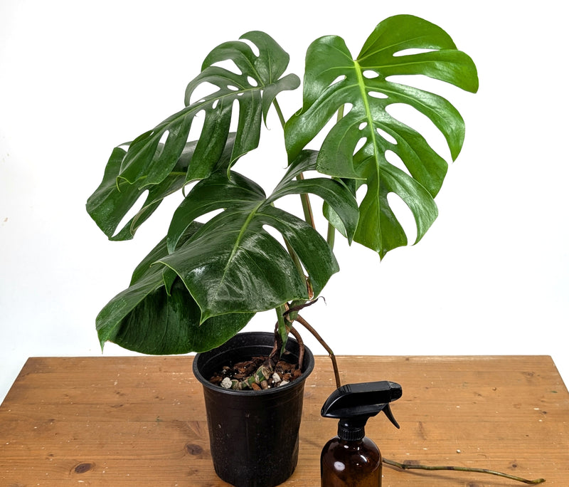 Monstera Aurea - Exact Plant #13A (Revert/Low Color)