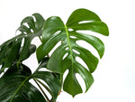 Monstera Aurea - Exact Plant #13A (Revert/Low Color)