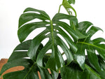 Monstera Aurea - Exact Plant #13A (Revert/Low Color)