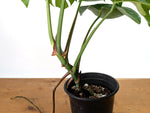 Monstera Aurea - Exact Plant #13A (Revert/Low Color)