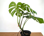 Monstera Aurea - Exact Plant #13A (Revert/Low Color)