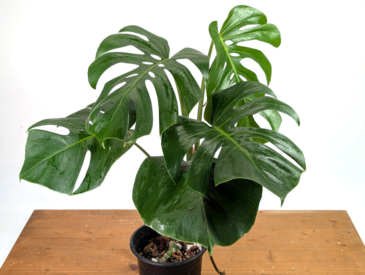 Monstera Aurea - Exact Plant #13A (Revert/Low Color)