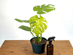 Monstera Lemon Lime - XL Mature 8 Inch Pot - Exact Plant #13A